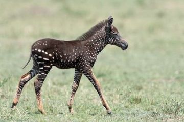 Jinsiy erotika yaqin planda