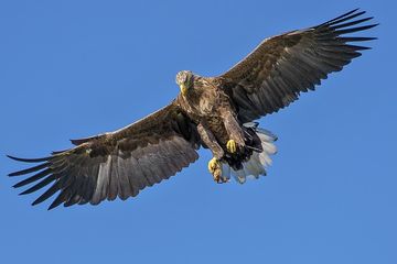 Ilustrasi burung elang