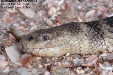 Hydrophis cyanocinctus.