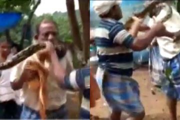 Detik-detik Seorang Pria Berhasil Diselamatkan dari Lilitan Ular Piton