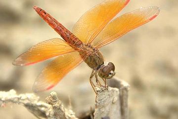 Pameran Seni Foto “DRAGONFLY: Pengetahuan & Citra” Karya Wahyu Sigit