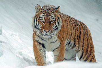 Tak hanya Manusia, Virus Corona Juga Bisa Infeksi Hewan, Harimau Ini Jadi Hewan Pertama yang Tertular Covid-19