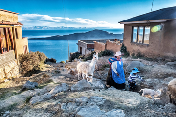 Seorang penggembala menuntun ternaknya kembali ke rumahnya di desa Yumani, pulau Isla del Sol, sekitar danau Titicaca, Bolivia.