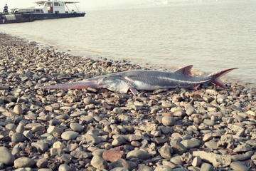 Chinese paddlefish, Salah Satu Ikan Terbesar di Dunia Telah Punah