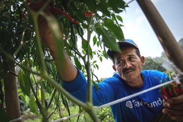 Petani binaan TaniFund sedang memanen cabai. 