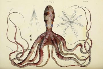Ilustrasi cephalopoda. 