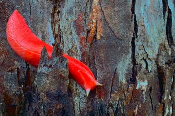 Siput Merah Jambu Ditemukan Selamat Pascakebakaran Hutan Australia