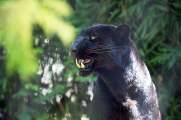 Black panther. 