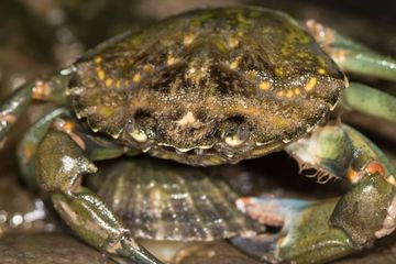 Ilmuwan Kembangkan Gelas Plastik dari Kulit Kepiting, Seperti Apa?