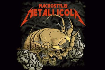 Gambar ilustrasi dari Macrostylis Metallicola. Krustasea spesies baru yang dinamai dari group band Metallica.