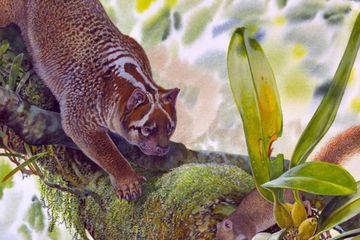 Ilustrasi dari Lekaneleo roskellyae, singa berkantung spesies baru.