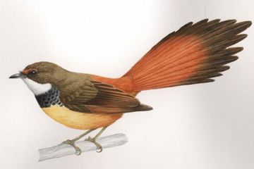 Salah satu burung yang ditemukan oleh para peneliti, Rhipdura habibiei.