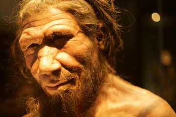 Rekonstruksi Neanderthal yang dibuat untuk Natural History Museum di London.
