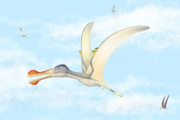 Pterosaurus pemakan ikan memiliki panjang sayap tiga sampai empat meter.