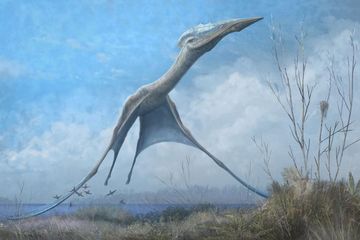 Ilustrasi dari dinosaurus terbang raksasa pterosaur Hatzegopteryx.