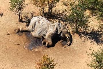 Gambar udara bangkai gajah terlihat di Delta Okavango