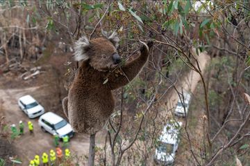 Spesies Ikonik Terancam Punah Setelah Kebakaran Hutan di Australia