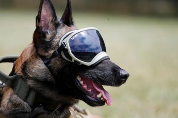 Anjing-anjing di Jerman dilatih untuk mendeteksi virus corona pada manusia. 