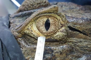 Caiman moncong lebar bisa berjalan tanpa berkedip selama berjam-jam, yang menginspirasi penelitian baru.