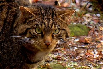 Proyek 'Membiakkan dan Melepaskan' Selamatkan Kucing Liar Skotlandia