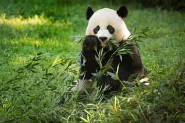 Panda raksasa Mei Xiang, yang baru melahirkan anak pada 21 Agustus, makan bambu di Kebun Binatang Nasional di Washington, D.C. Foto ini diambil pada 2016.