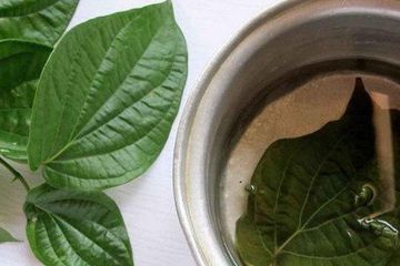 Jangan Mau Minum Obat Seumur Hidup! Cuma Rebus 5 Lembar Daun Sirih Lalu Minum Airnya, Wanita Ini Shock Tidak Perlu Habis Biaya Dokter