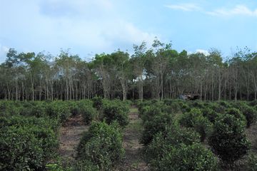 Salah satu kebun teh milik masyarakat Desa Tayu yang dikelola oleh seorang petani bernama A On. 