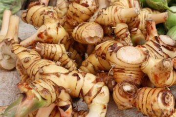 Satu Indonesia Wajib Tahu! Rutin Minum Air Rebusan Kencur Setiap Hari Bisa Cegah Penyakit Mematikan yang Ditakuti Semua Wanita Ini