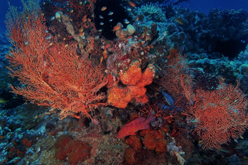 Spesies Gorgonian sp. atau biasa dikenal dengan Karang Kipas (Sea Fan) tumbuh menghiasi titik penyelaman di pulau Pangabatang sebelah utara, Taman Wisata Alam Laut Gugus Pulau-Teluk Maumere, Kabupaten Sikka. 
