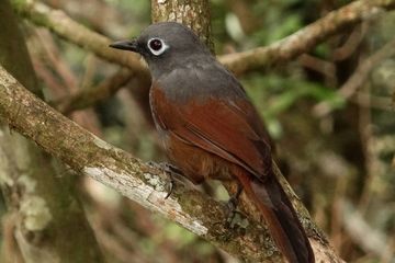 Poksai Mantel (Sunda Laughingthrush)