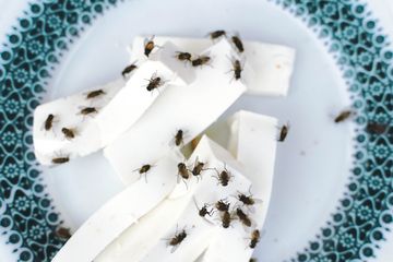 Banyak Lalat di Rumah Bikin Kesal? Coba Usir dengan 3 Cara Ampuh Ini
