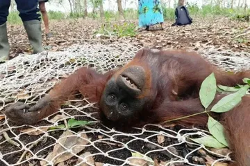 Salah satu orangutan yang berhasil diselamatkan di Kalimantan Tengah awal tahun 2021 ini.