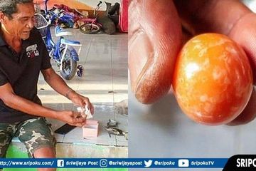 Nelayan asal Thailand, Hatchai Niyomdecha dan ayahnya, Bangmad Niyomdecha, memeriksa mutiara oranye yang diyakini sebagai salah satu jenis mutiara termahal dunia. 
