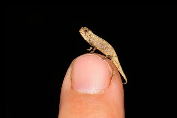 Spesies Bunglon Baru Ini Mungkin Reptil Terkecil yang Ada di Dunia, Ukuranya Sebesar Biji Bunga Matahari