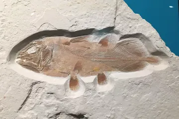Contoh fosil ikan coelacanth dalam bentuk utuh.