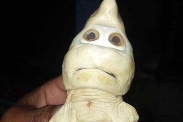 Wajah hiu mirip manusia karena letak matanya yang tak biasa, berada di bawah. Sedangkan umumnya mata hiu berada di samping.