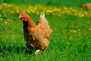 Ilustrasi ayam