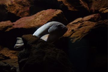 Studi Baru Khawatirkan Keberadaan Ikan Kakap dan Kerapu di Laut Jawa
