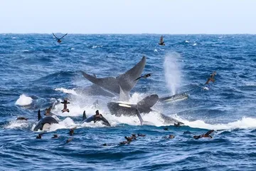 70 orca mengepung dan menyerang seekor paus biru.