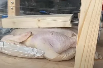 Percobaan memasak ayam dengan menamparkan berkali-kali.