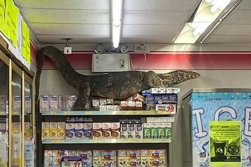 Keberadaan biawak raksasa di sebuah minimarket di Thailand.