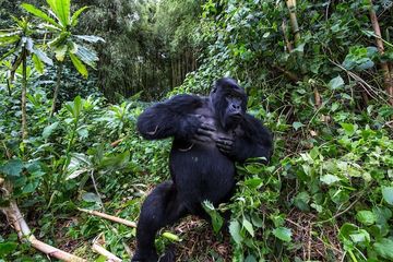 Seekor gorila gunung jantan memukuli dadanya di Taman Nasional Gunung Berapi Rwanda.