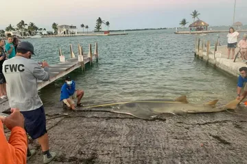 Hiu Gergaji Terbesar di Dunia Ditemukan Terdampar di Florida