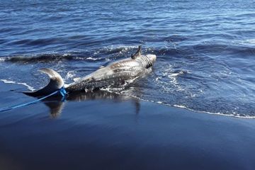 Hiu Paus Berbobot 500 Kilogram Mati Terdampar di Pantai Jember