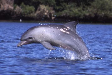 Lumba-lumba hidung botol indo-pasifik (Tursiops aduncus ).