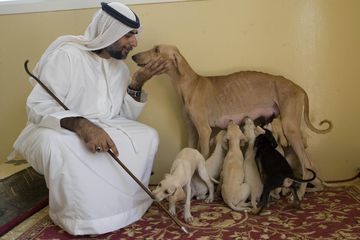 Di kawasan Arab, seperti Abu Dhabi di Uni Emirat Arab, lelaki-lelaki Muslim begitu dekat dengan saluki&mdash;sebutan untuk anjing Arab yang berkaki panjang, ramping dan tatapan tajam. Anjing jenis ini diyakini berasal dari Yaman.