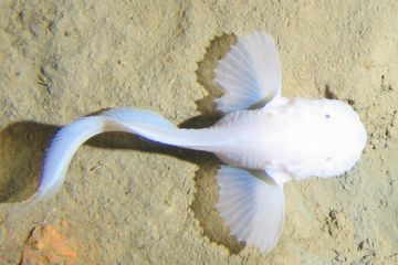 Ikan siput.