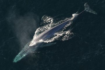 Balaenoptera musculus, atau paus biru kerdil di lautan lepas.