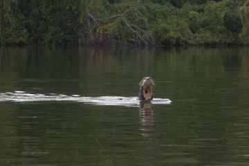 Potongan gambar dari rekaman video penampakan berang-berang sungai raksasa yang sempat dianggap sudah punah.