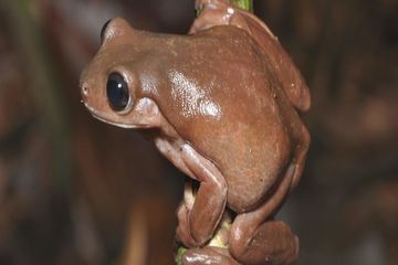 Litoria mira, speies baru katak pohon yang ditemukan di Papua Nugini ini mirip cokelat kodok yang ada di film  Harry Potter.
